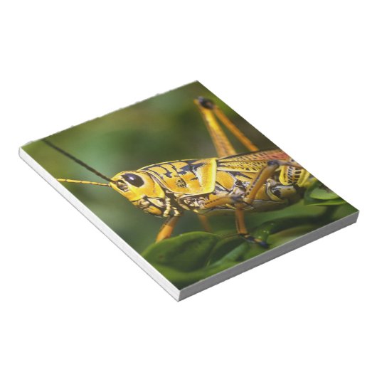 Bloc-note Grasshopper, Parc national des Everglades, Floride (Incliné)