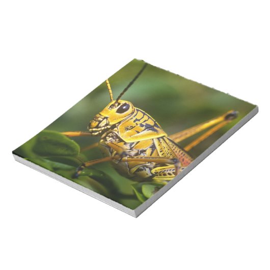 Bloc-note Grasshopper, Parc national des Everglades, Floride (Tourné)