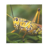 Bloc-note Grasshopper, Parc national des Everglades, Floride (Devant)