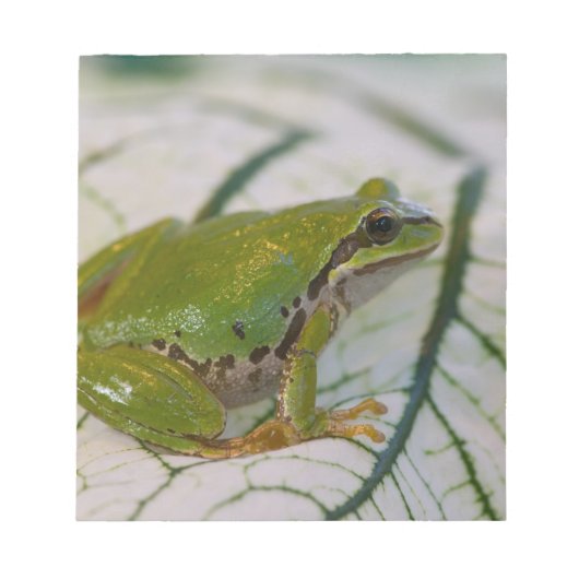 Bloc-note Grenouille arboricole du Pacifique sur des fleurs (Devant)