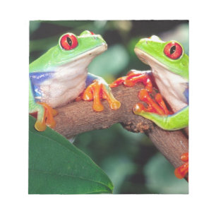 Bloc-note Grenouille aux yeux rouges, Agalychinis callidryas