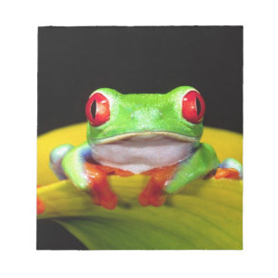 Bloc-note Grenouille aux yeux rouges, Agalychinis callidryas