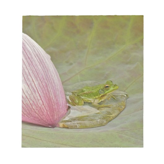 Bloc-note Grenouille et pétale de fleur de lotus, Chine, (Devant)
