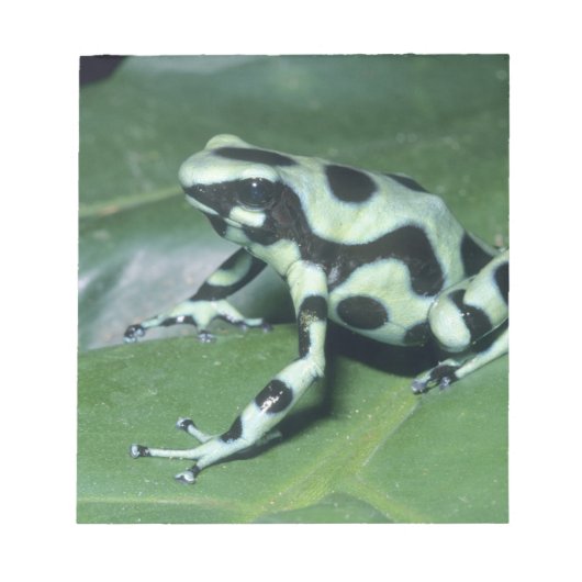 Bloc-note Grenouille flèche empoisonnée, (Dendrobates auratu (Devant)