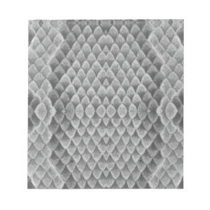 Bloc-note Grey Snakeskin