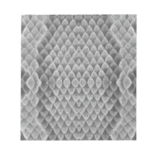 Bloc-note Grey Snakeskin (Devant)