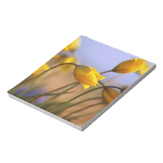 Bloc-note Gros plan des jonquilles (Tourné)