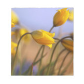 Bloc-note Gros plan des jonquilles (Devant)