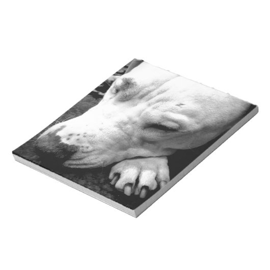 Bloc-note harry potier cicatrice chien blanc pit bull (Tourné)