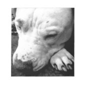 Bloc-note harry potier cicatrice chien blanc pit bull (Devant)