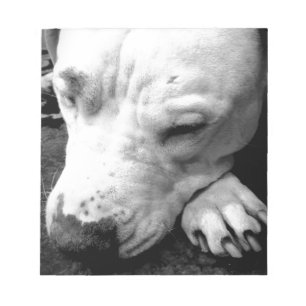 Bloc-note harry potier cicatrice chien blanc pit bull