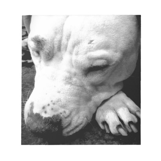 Bloc-note harry potier cicatrice chien blanc pit bull (Devant)