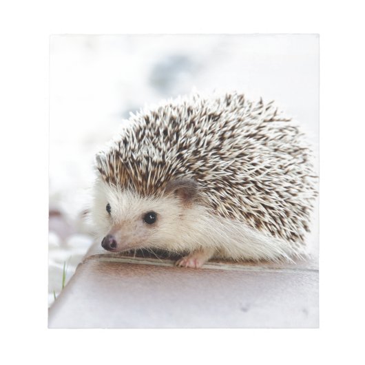 Bloc-note Hedgehog (Devant)