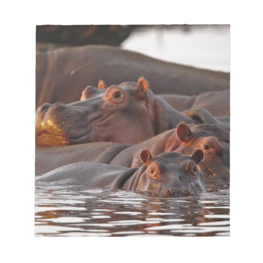 Bloc-note Hippopotame, Hippopotamus amphibius, Lac (Devant)