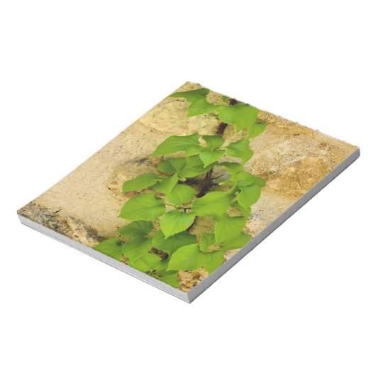 Bloc-note Hydrangea petiolaris (Tourné)