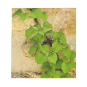 Bloc-note Hydrangea petiolaris (Devant)