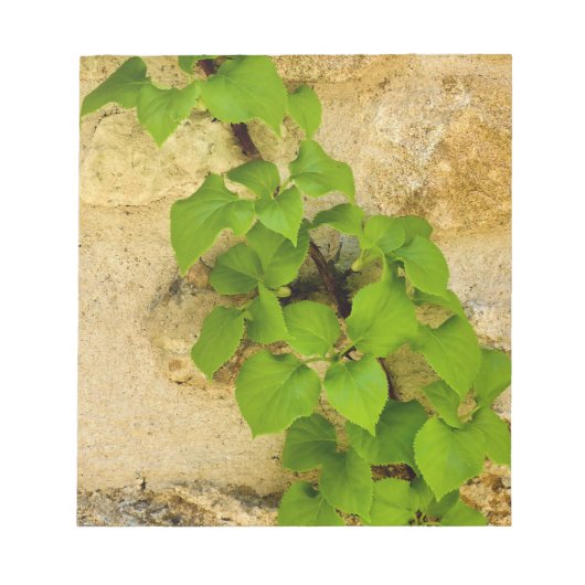 Bloc-note Hydrangea petiolaris (Devant)