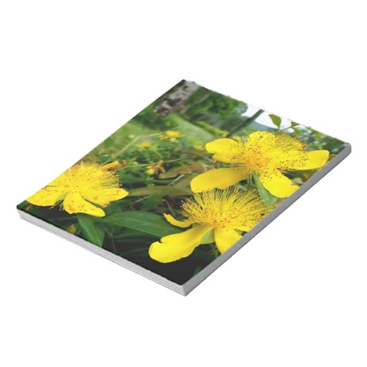 Bloc-note Hypericum calycinum (Tourné)