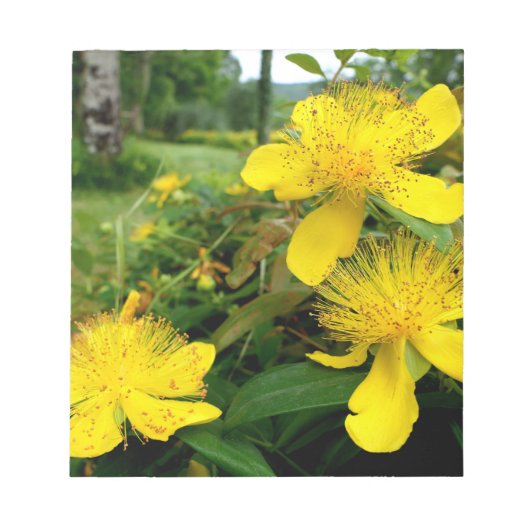 Bloc-note Hypericum calycinum (Devant)