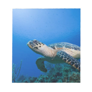 Bloc-note Îles Caïmans, Little Cayman Island, Sous l'eau 2