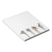 Bloc-note Illustration de l'aquarelle des autruches amusante (Incliné)