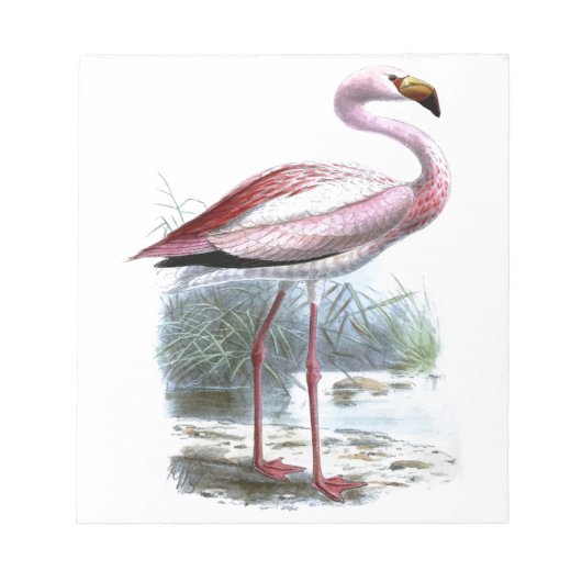 Bloc-note Illustration Vintage du Flamant rose Puna (Devant)
