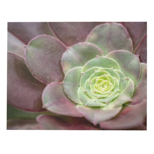 Bloc-note Impression de cactus | Une fleur de cactus du dése (Devant)