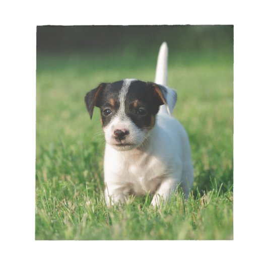 Bloc-note Jack Russell Terrier puppy (Devant)