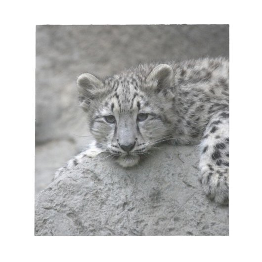 Bloc-note Jeune léopard des neiges de 4 mois drapé sur un ro (Devant)