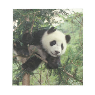 Bloc-note Jeune panda géant grimpe à un arbre, vallée de Wol