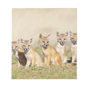 Bloc-note Jeune Renard véloce (Vulpes macrotis) au terrier,