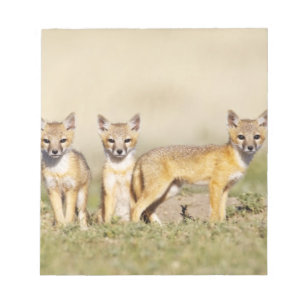 Bloc-note Jeune Renard véloce (Vulpes macrotis) au terrier, 
