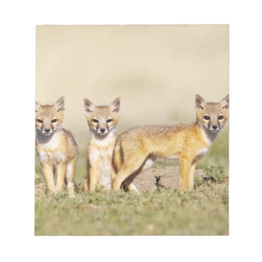 Bloc-note Jeune Renard véloce (Vulpes macrotis) au terrier, (Devant)