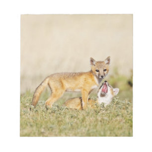 Bloc-note Jeune Renard véloce (Vulpes macrotis) au terrier d