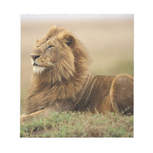 Bloc-note Kenya, Masai Mara Lion mâle