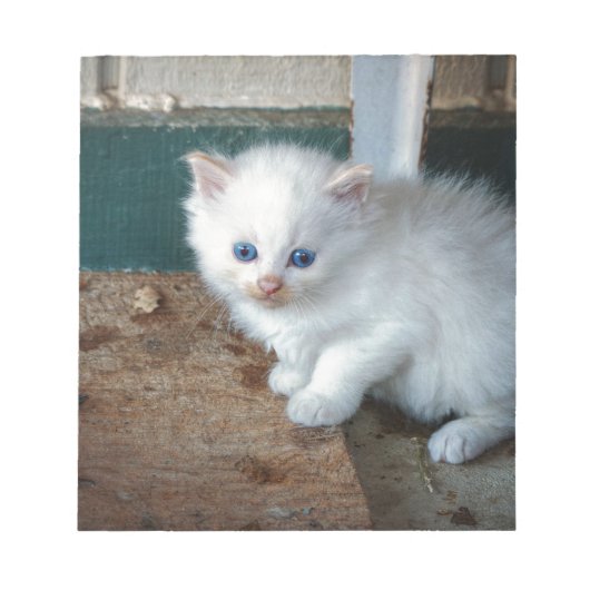 Bloc-note Kitten blanc (Devant)