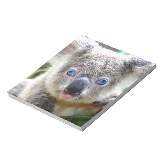 Bloc-note Koala Bears (Tourné)