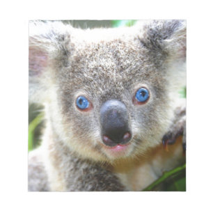 Bloc-note Koala Bears