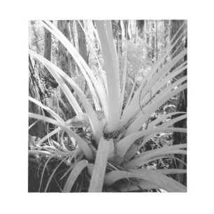 Bloc-note La tillandsie épiphytique est commune en Floride,