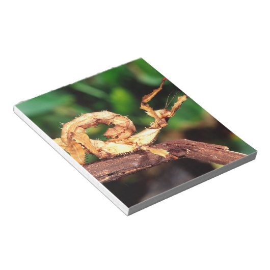 Bloc-note le spectre de Macleay (épiney Stick Insect), (Incliné)