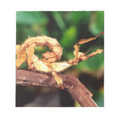 Bloc-note le spectre de Macleay (épiney Stick Insect), (Devant)