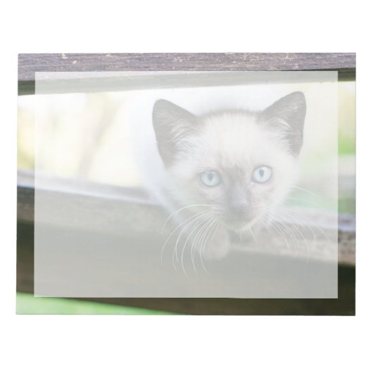Bloc-note Les bébés animaux les plus mignons | Chatons siamo (Devant)
