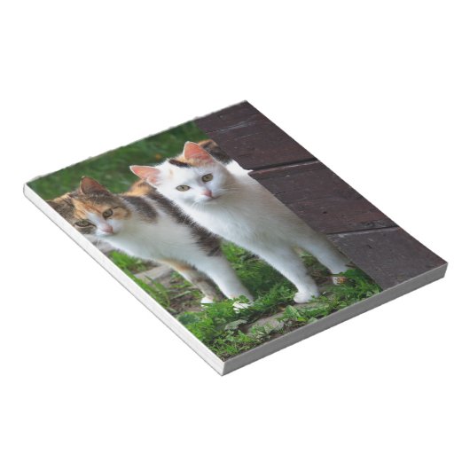 Bloc-note Les chats jouent (Incliné)