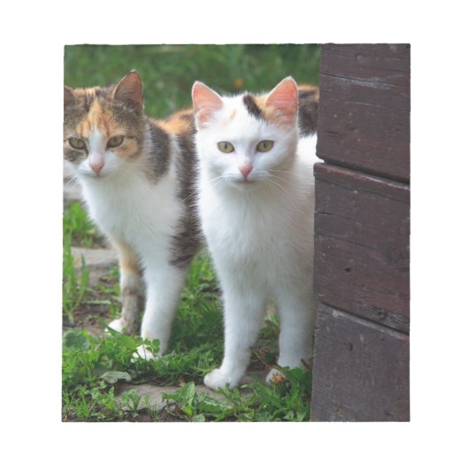 Bloc-note Les chats jouent (Devant)