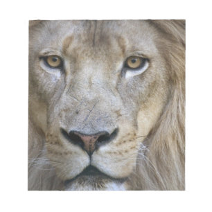 Bloc-note Lion adulte mâle au zoo de Sacramento, CA