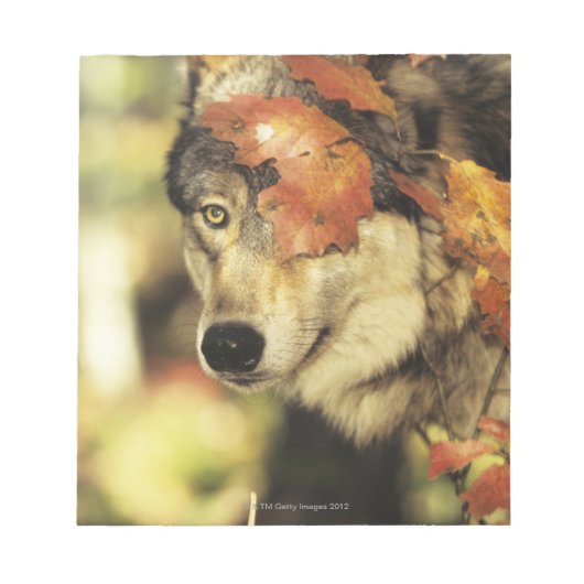 Bloc-note Loup (Canis lupus) | Couleur d'automne (Devant)