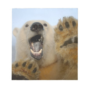 Bloc-note l'ours polaire, Ursus maritimus, regarde curieusem