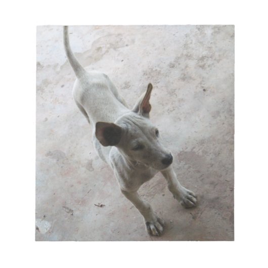 Bloc-note Luk Maa ... Chien chiot thaïlandais Soi (Devant)