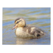 Bloc-note Mallard Duckling (Devant)