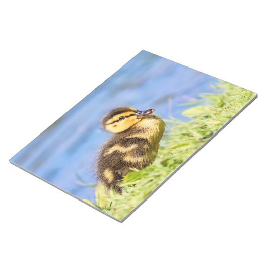 Bloc-note Mallard Duckling (Incliné)